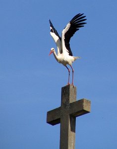 , 