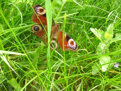 ����������, �������������