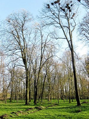 Массоляны, усадьба: парк Массоляны, усадьба: парк
